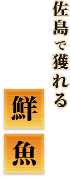 佐島で穫れる鮮魚